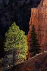 Ponderosa pine and hoodoos Bryce Canyon National Park, Utah. Art Print